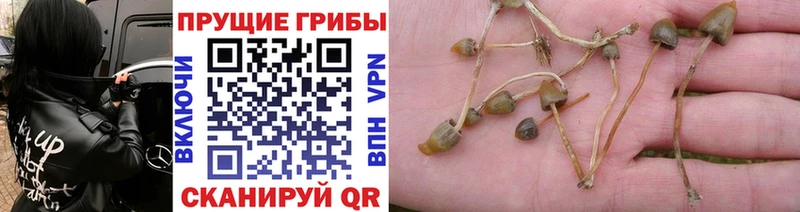 продажа наркотиков  Камень-на-Оби  Галлюциногенные грибы Magic Shrooms 